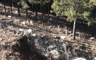 MARMOLEJO | Marmolejo impulsa las I Jornadas “Vive y Conoce la Trashumancia” para poner en valor el medio rural