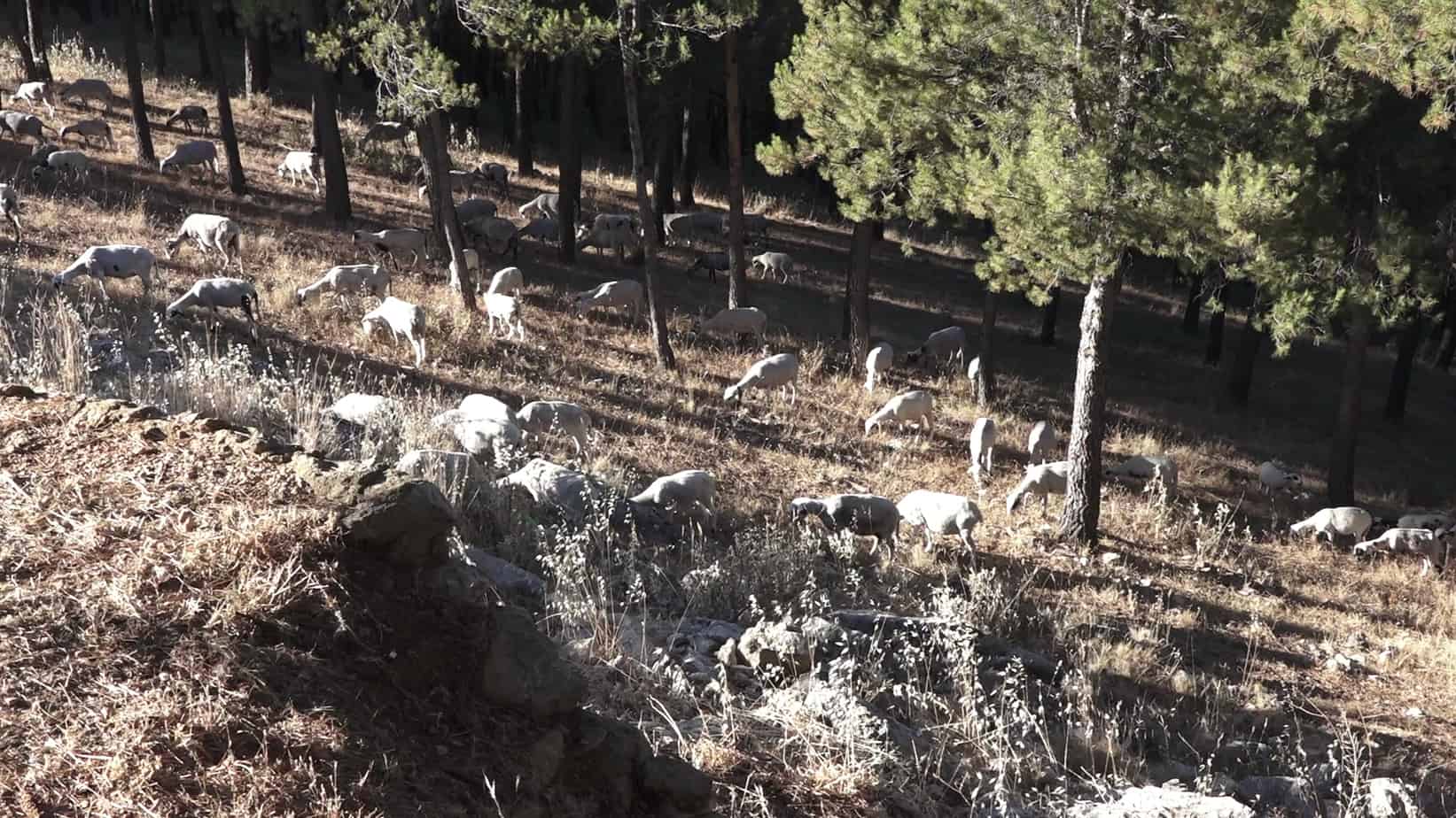 Continúan las obras del Paseo de la Libertad en Marmolejo