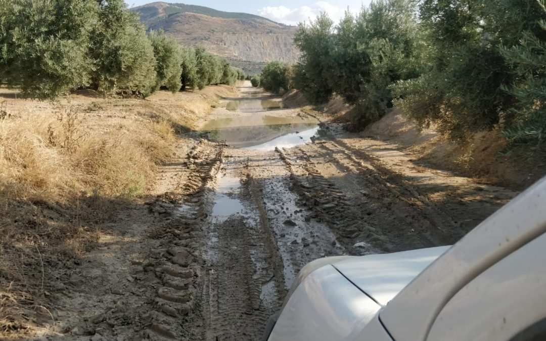 API Oleocampo informa de las posibles consecuencias por la pasada tormenta de granizo
