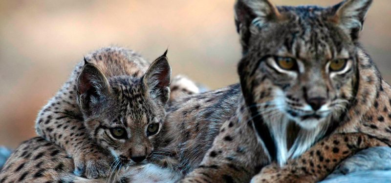Atropellado otro ejemplar de lince ibérico en Andújar