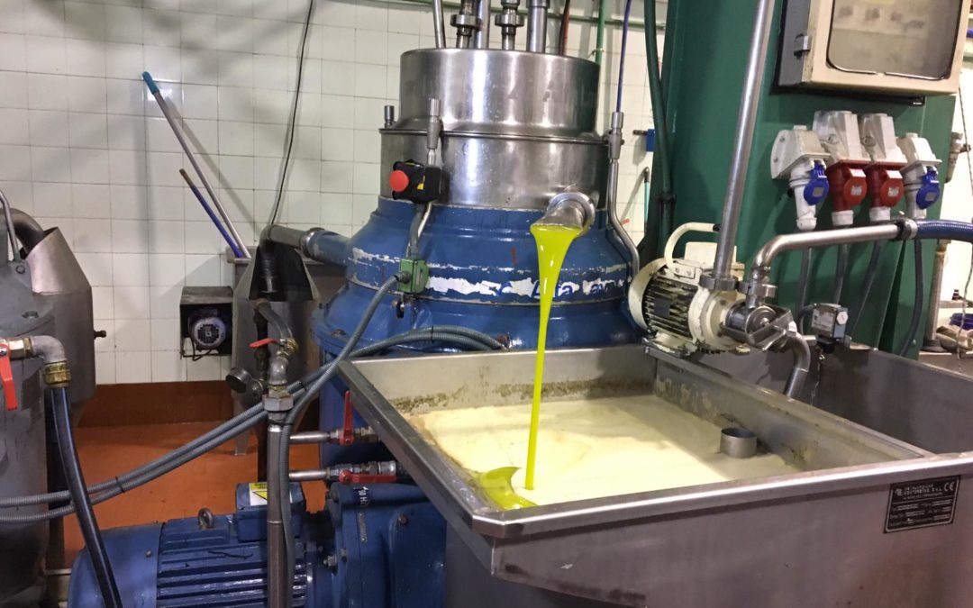 La Cooperativa Nuestra Señora de Consolación extrae su aceite temprano