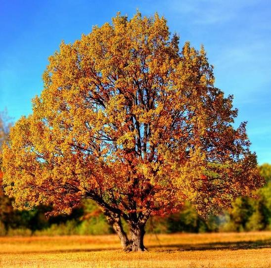 “El otoño en el aprendizaje escolar” por Paqui Cámara