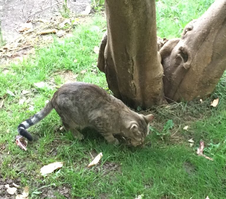 Lopera inicia un programa de captura, esterilización y suelta de gatos