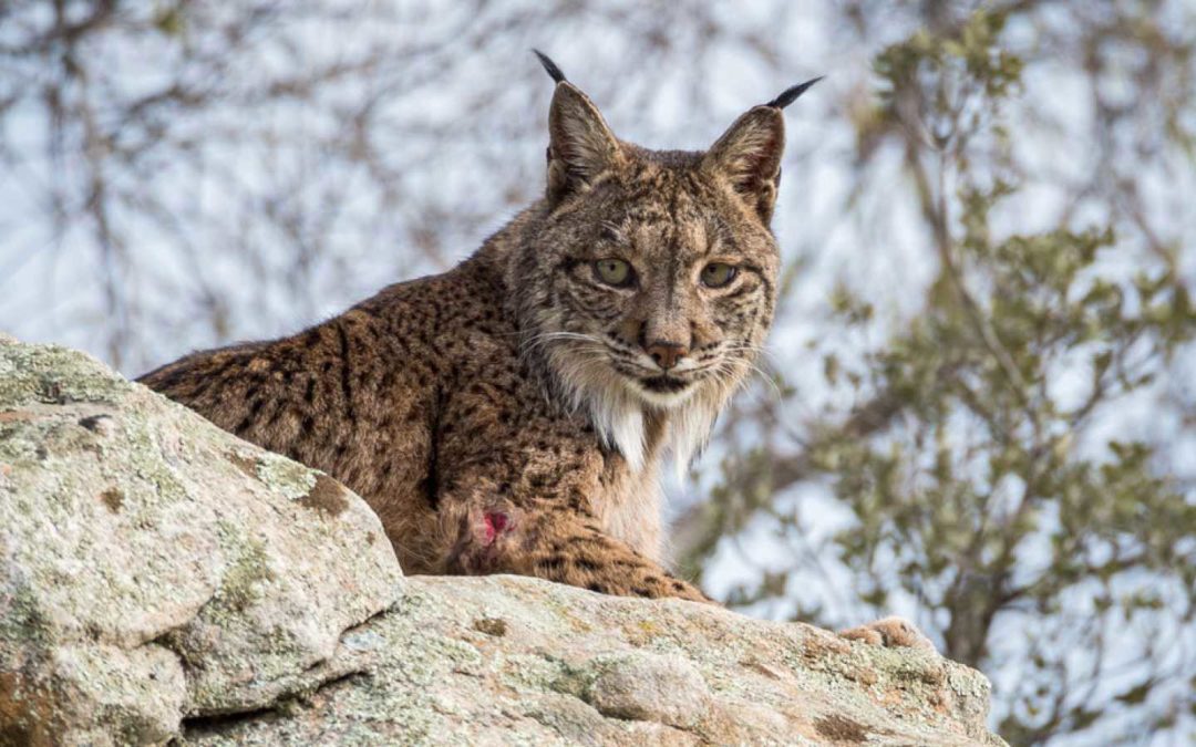 ANDÚJAR | La Diputación apoya la promoción del Lince Ibérico como atractivo turístico en Andújar