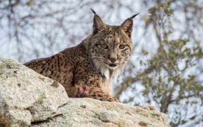 ANDÚJAR | La Diputación apoya la promoción del Lince Ibérico como atractivo turístico en Andújar