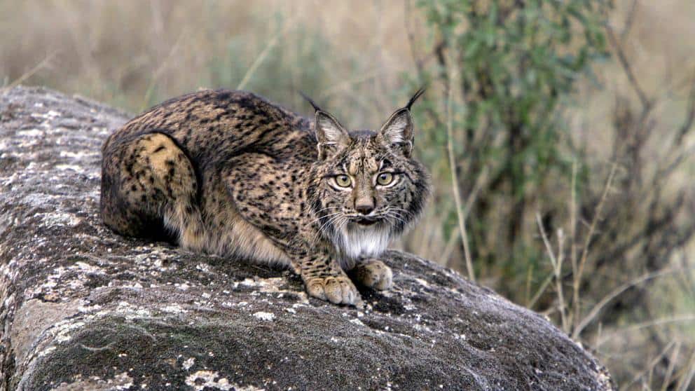 ANDÚJAR | Andújar acoge en marzo el III Seminario sobre los tesoros de la fauna ibérica