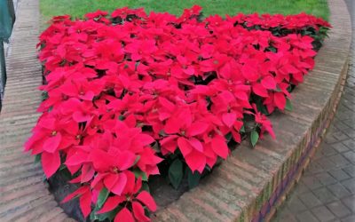 ARJONA | La nueva Campaña de Fidelidad premiará a los compradores con 150 flores de pascua