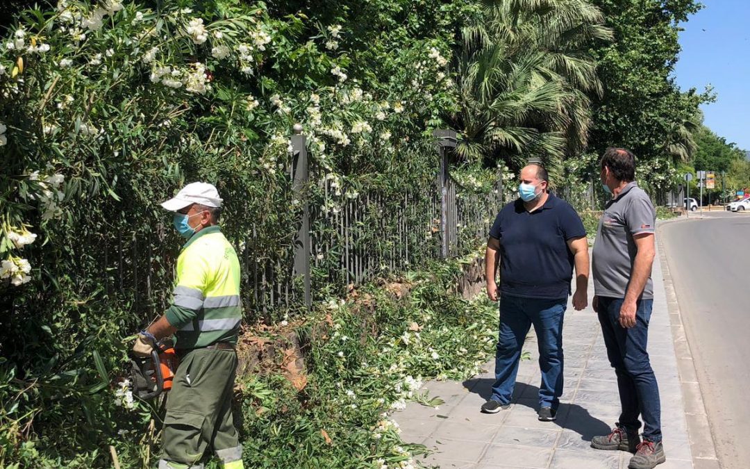 El Ayuntamiento lleva a cabo un estudio sobre el estado de los árboles en zonas infantiles
