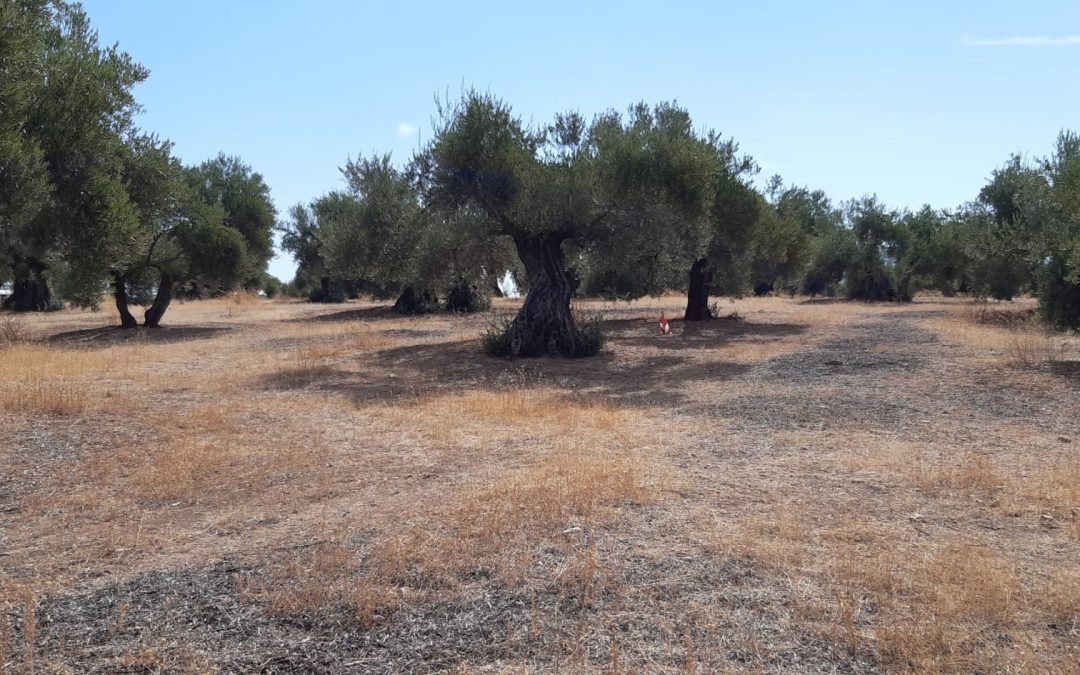 Las obras de la depuradora de Torredonjimeno comenzarán el lunes