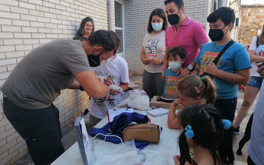 Anillamiento de cernícalos primilla en La Carolina