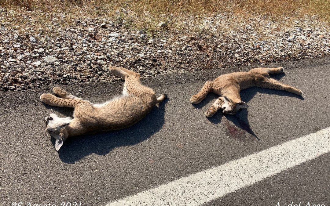 Atropelladas dos crías de lince en la carretera entre Linares y Vilches