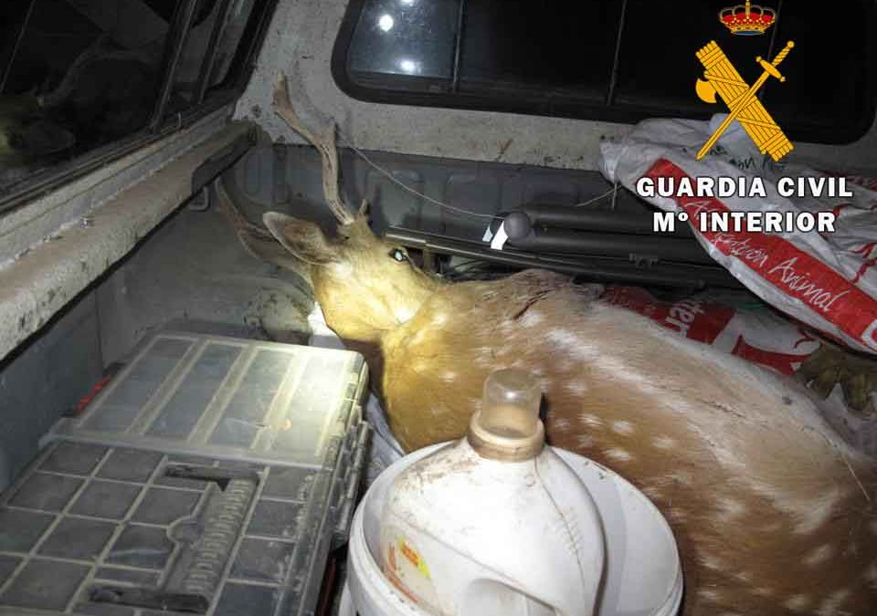 La Guardia Civil investiga a dos personas como presuntas autoras de un delito contra la flora y fauna silvestres