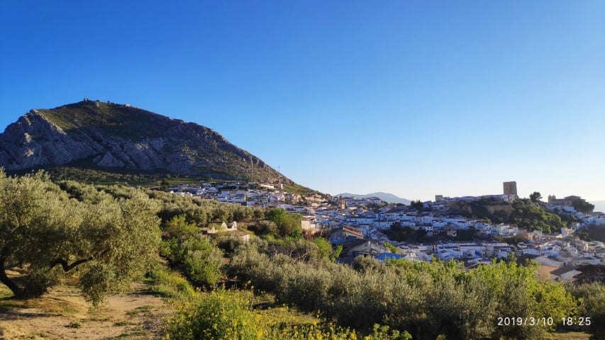 Campaña de lucha contra la ‘Mosca del Olivo’ los días 24 y 25 de agosto