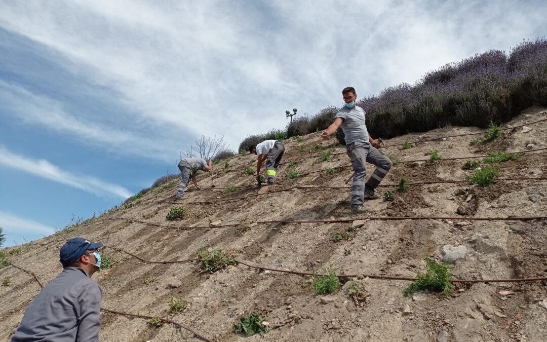 Alcaudete mejora la biodiversidad en los entornos del Castillo y del río Víboras