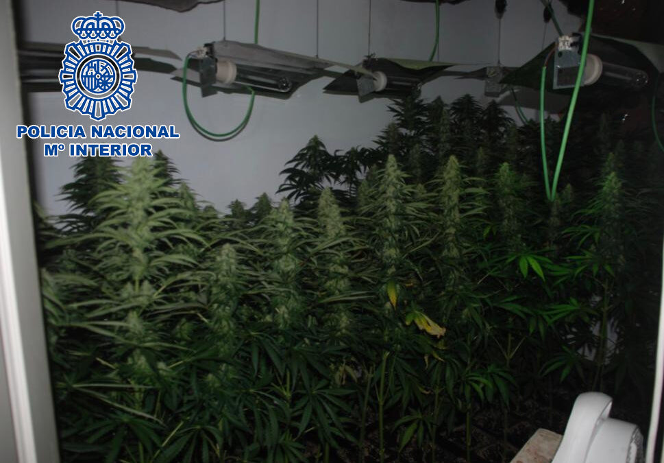 Desmantelado en Linares un invernadero de marihuana en el interior de un domicilio