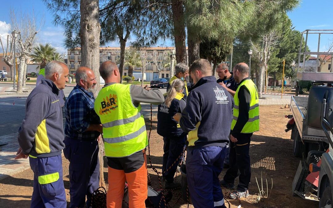 Curso de tala en altura para el personal de Jardinería de La Carolina