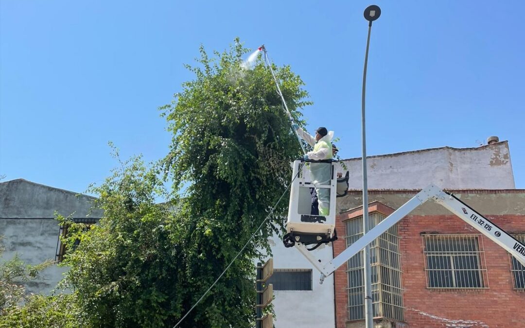 El área de Medioambiente actúa contra las plagas de insectos en la arboleda de la ciudad