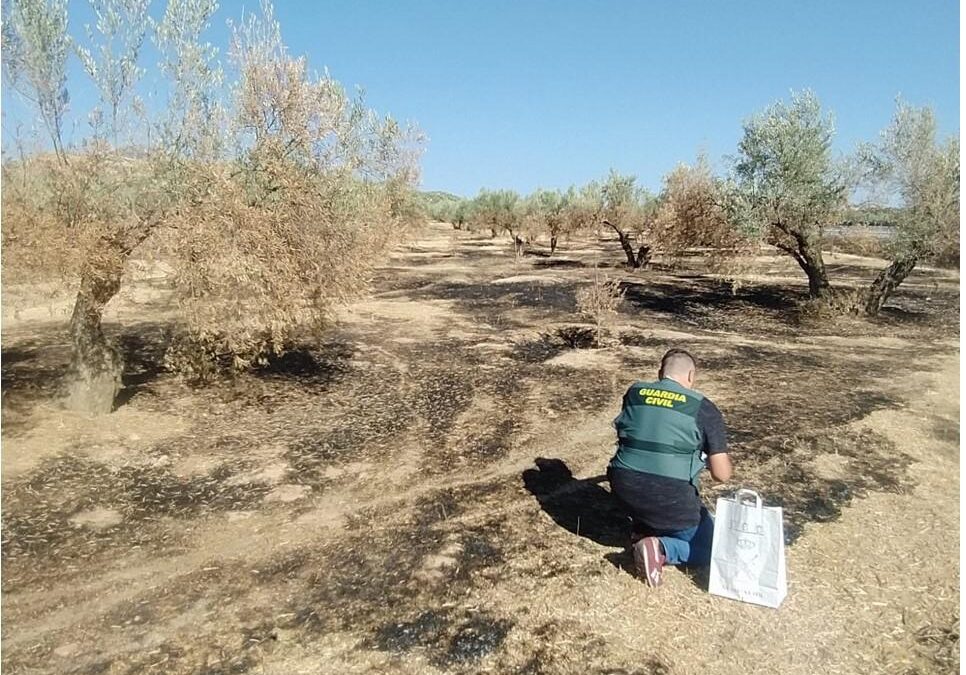 Detenido el presunto autor de diez incendios en olivares de Alcaudete