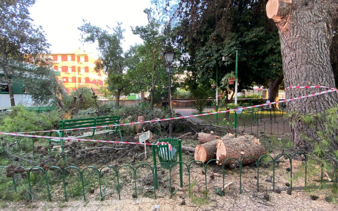 Rotura y caída de un árbol en la barriada La Paz