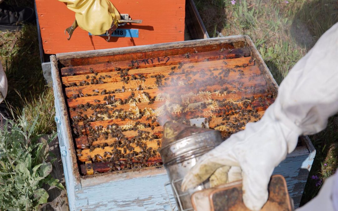 Los apicultores andujareños luchan por mantener las colmenas ante una cosecha «casi inexistente»