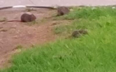 El PP de Martos denuncia la presencia de ratas en calles y plazas