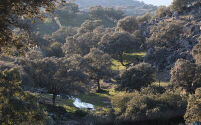 ANDÚJAR | Andújar eleva su ocupación turística hasta rozar el 80% y podría firmar su mejor puente reciente