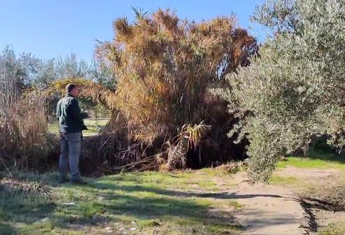 El olivar de Torredelcampo mide su biodiversidad