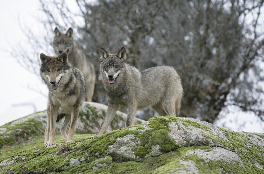 Plan para la recuperación del lobo en la Sierra de Andújar