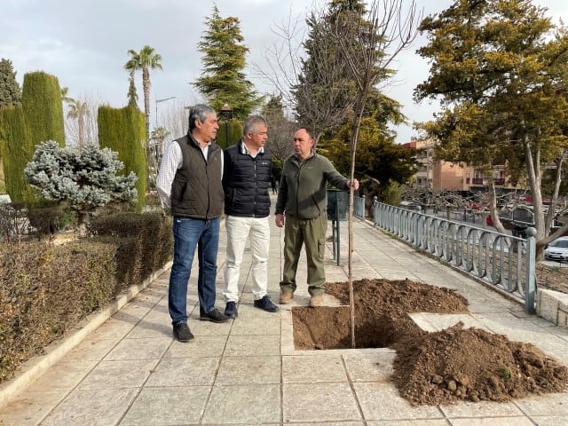 Martos repone el arbolado del casco urbano