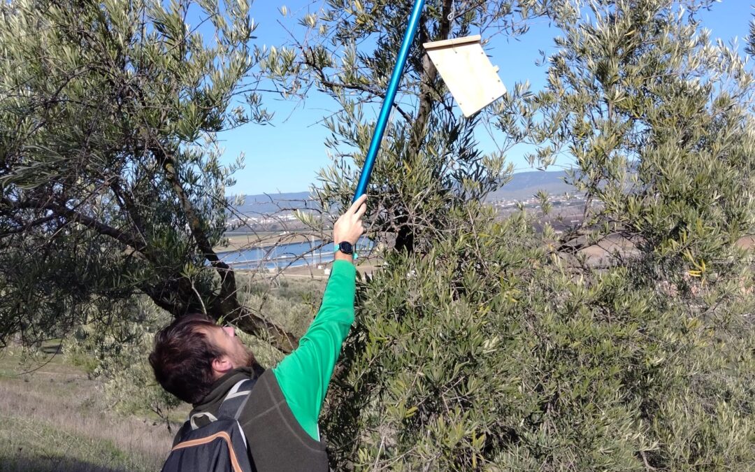 Proyecto en Olivar Biodinámico en Andújar