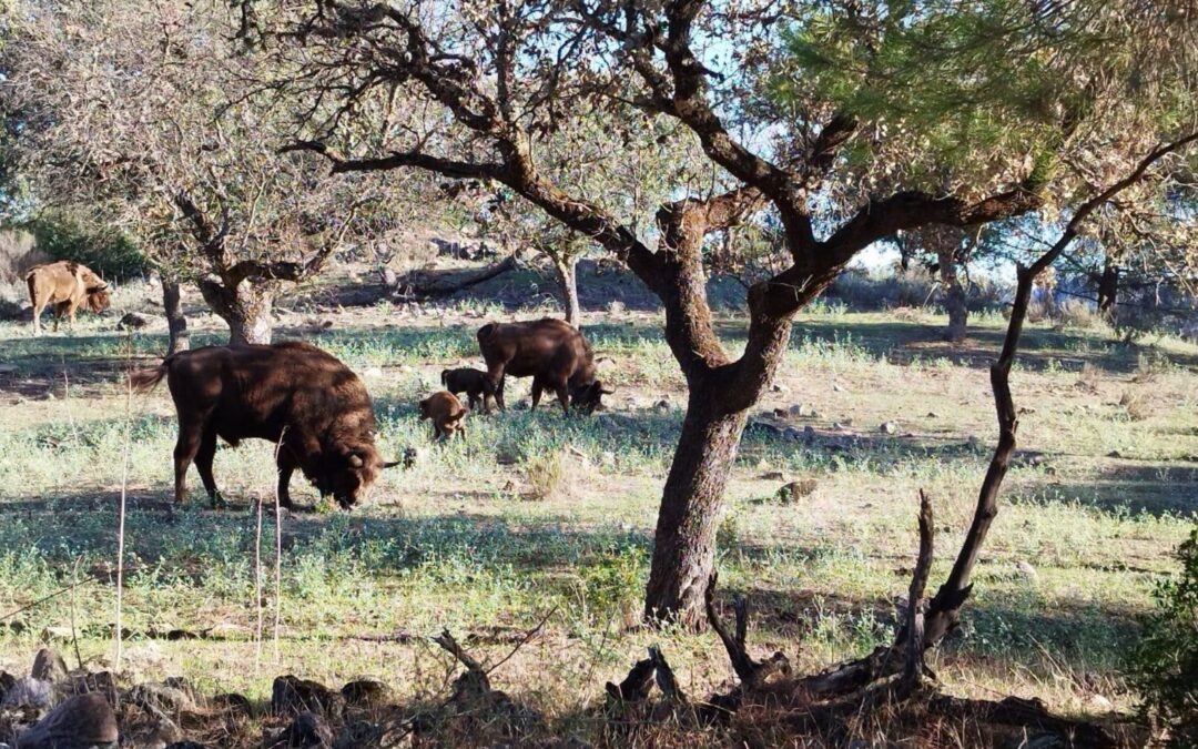 El nacimiento de tres crías de bisonte confirma a la Sierra de Andújar como lugar idóneo para conservar la especie