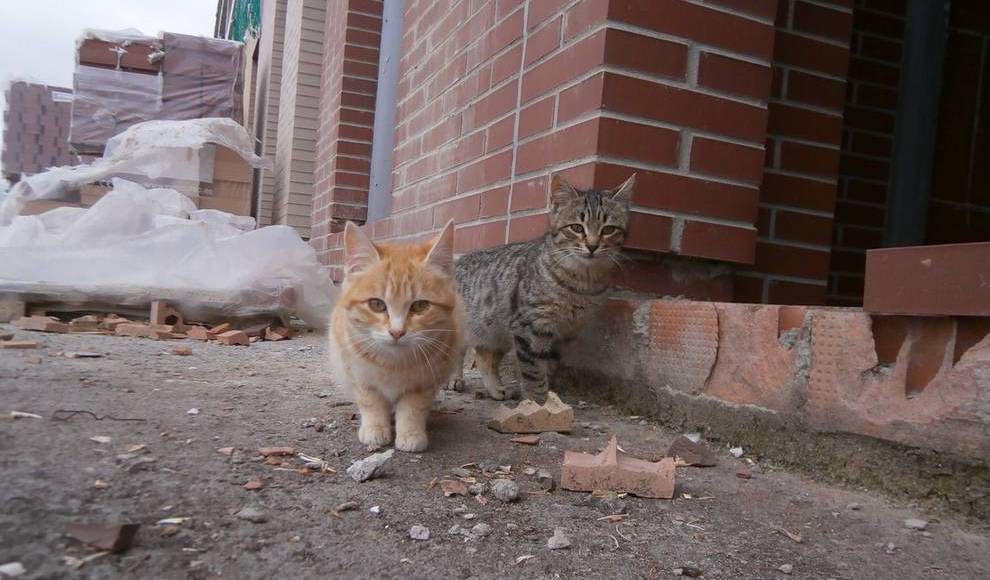 Martos podría contar desde el jueves con un Plan Municipal para la gestión de colonias felinas