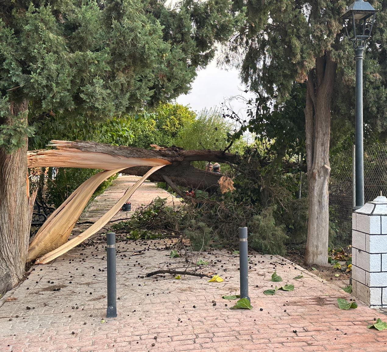 caida arbol vva 3