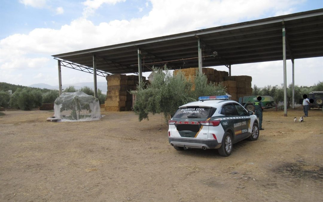 Investigan a dos personas en Alcaudete por la muerte con alimento contaminado de 13 caballos de pura raza