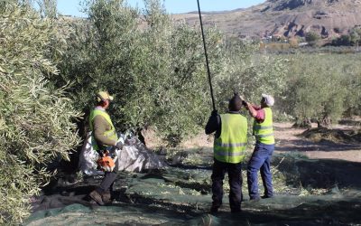 ANDÚJAR | El equipo ROCA intensifica su preparación en Andújar y provincia para la nueva campaña de aceituna