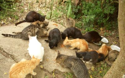 ANDÚJAR | AMECO renueva la subvención de Protección Animal para seguir aplicando el método CER en 2025