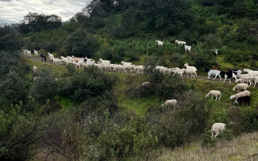 Mejoras en la ruta «El Pastorcillo»