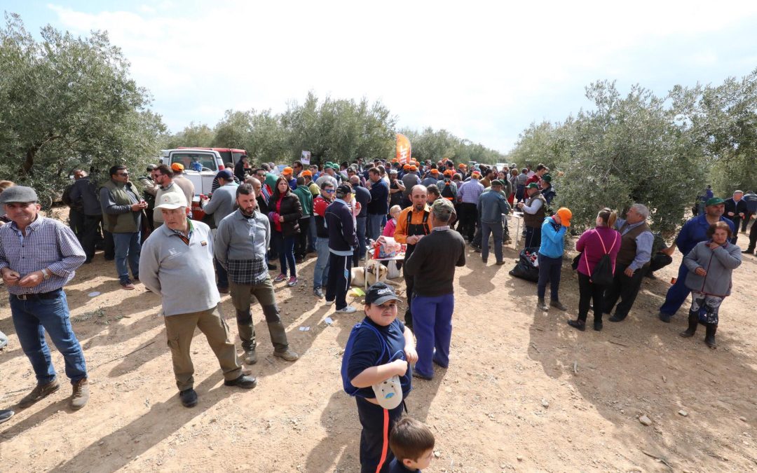 Alcaudete celebrará su VII Concurso de Poda de Olivo este sábado