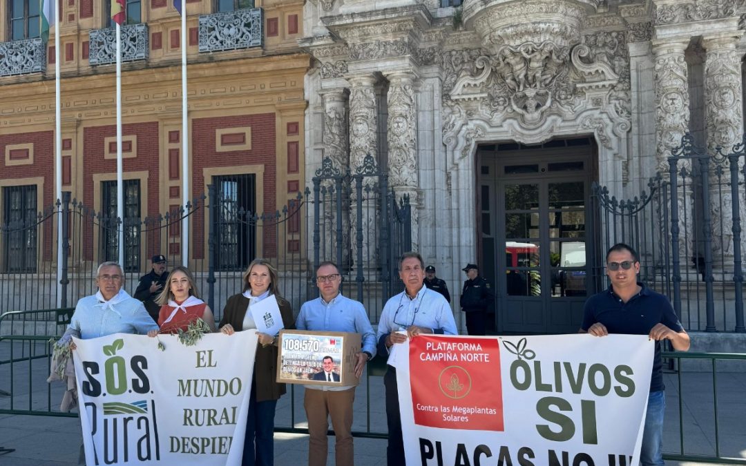 Más de 108.000 firmas en el Parlamento andaluz contra la tala de olivos para megaplantas solares