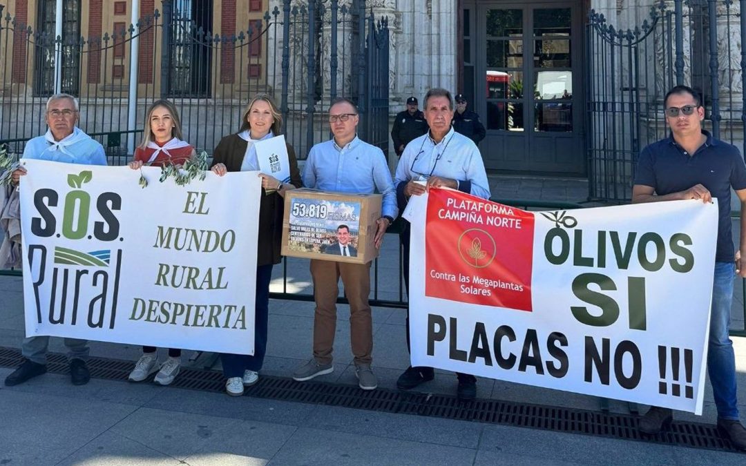 LOPERA | Cuatro meses después: ¿Qué ha pasado con los 55.000 apoyos para frenar la tala de olivos centenarios en Lopera?