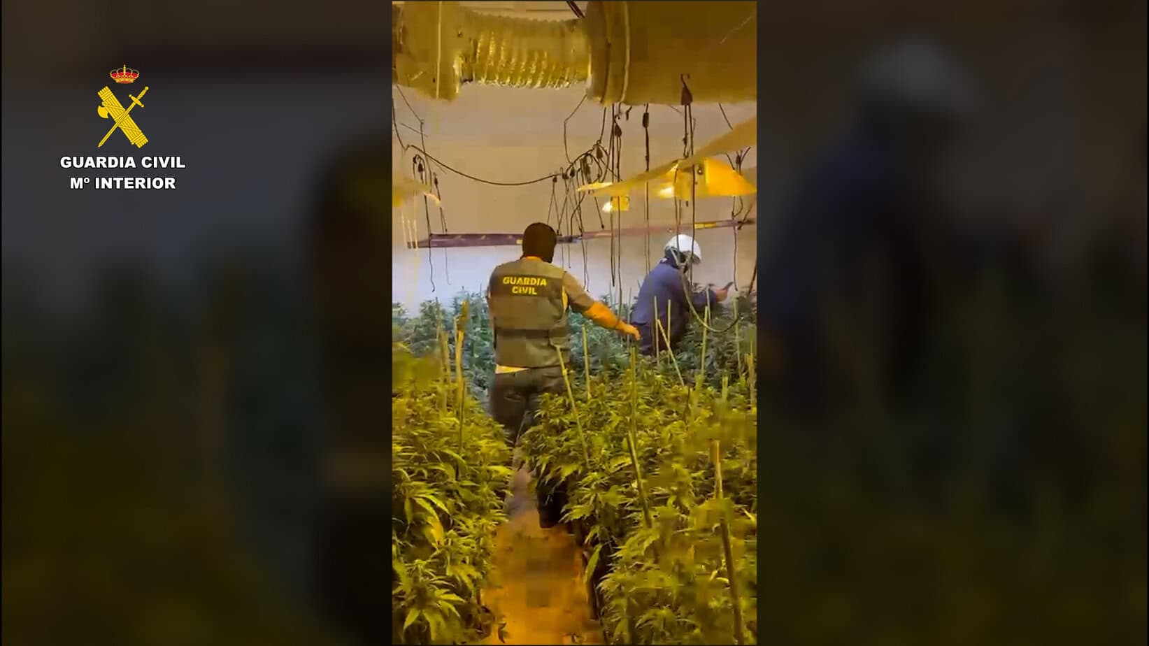marihuana_porcuna_jaen_1 Continúan las obras del Paseo de la Libertad en Marmolejo