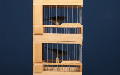 MARMOLEJO | El II Concurso de Canario Timbrado Original se presenta como una gran cita en Marmolejo