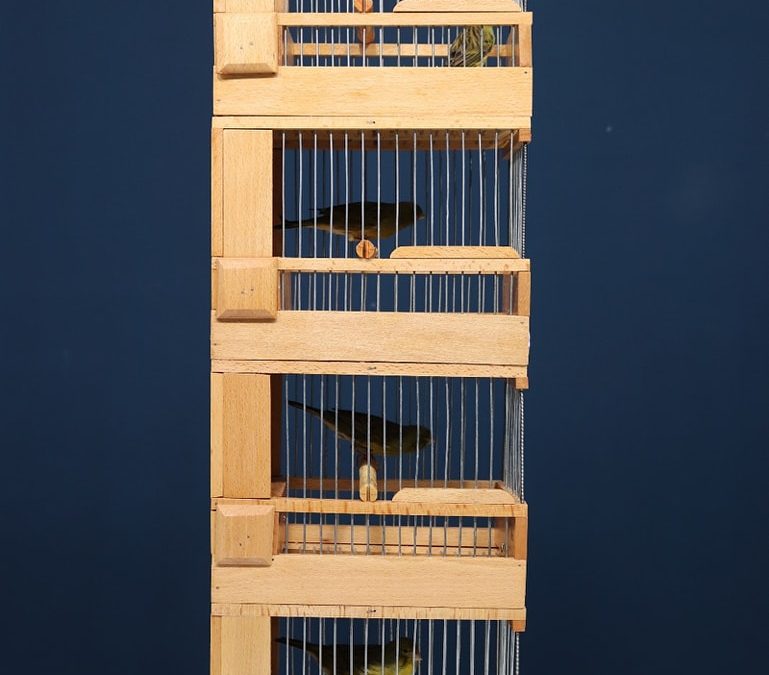 MARMOLEJO | El II Concurso de Canario Timbrado Original se presenta como una gran cita en Marmolejo