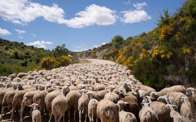MARMOLEJO | Marmolejo celebra las I Jornadas “Vida Trashumante” para divulgar la cultura ganadera