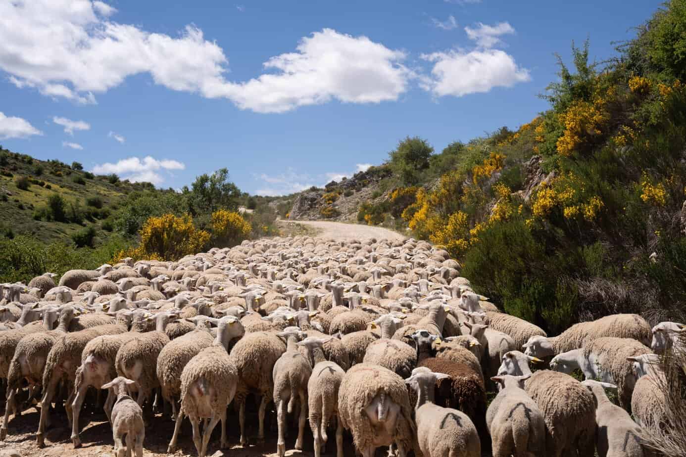 Continúan las obras del Paseo de la Libertad en Marmolejo