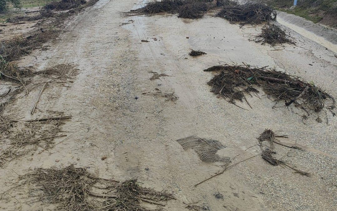 LOPERA | Varios cortes de carreteras y caída de un pino en Lopera por el fuerte temporal de viento