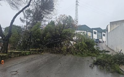 ARJONA | Cortada la calle Andújar por la caída de varios árboles a causa del fuerte viento