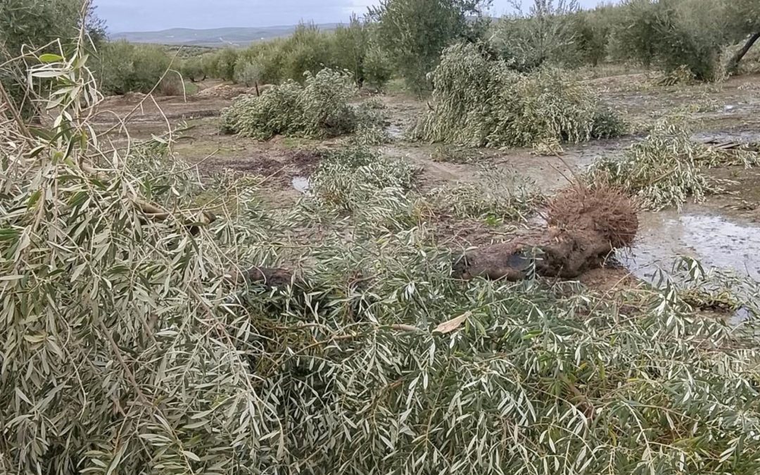 PROVINCIA || Porcuna solicitará la declaración de zona gravemente afectada tras un tornado que arrasó olivos