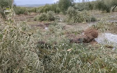 PROVINCIA || Porcuna solicitará la declaración de zona gravemente afectada tras un tornado que arrasó olivos